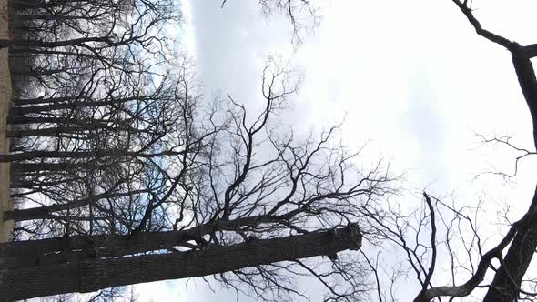 Vertical Video of the Forest with Trees Without Leaves Slow Motion alt