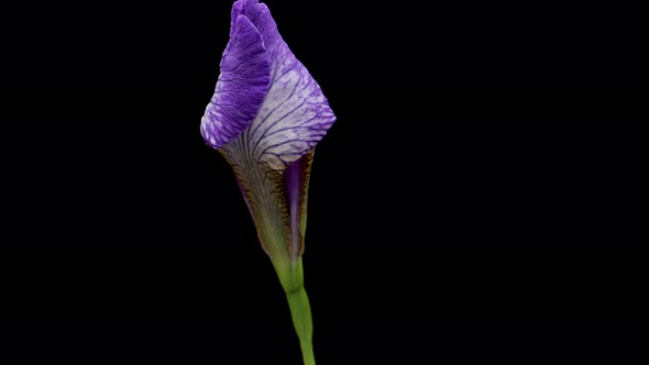 Timelapse of Growing Blue Iris Flower