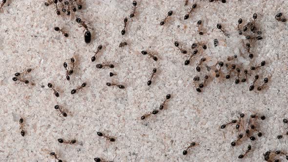Monomorium Floricola Ants, a Large Colony alt