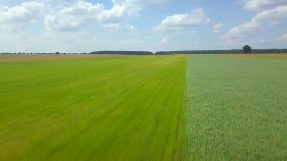 Flight Over Forest and House in Forest alt