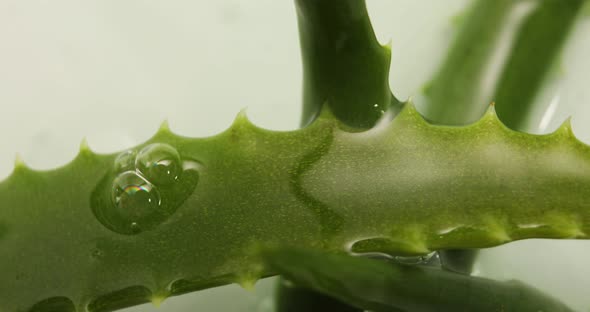 Rotation of alora vera leaf with juice on white background