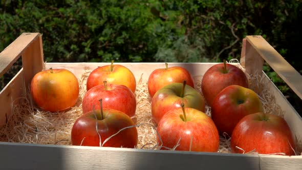 Closeup Hand Putting Ripe Juicy Red Apples Into the Wooden Box on the Shavings alt
