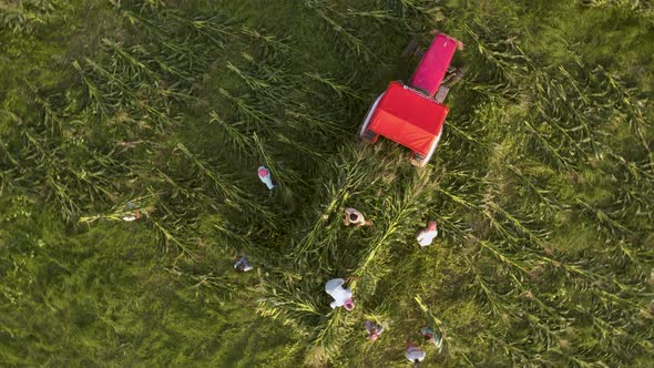 Famers harvesting corn in agricultural fields with a tractor, 4k aerial view top down alt