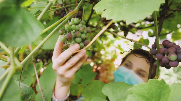 Woman Farmer Wearing Medical Mask During Coronavirus and Checking the Grapes for Ripeness and alt