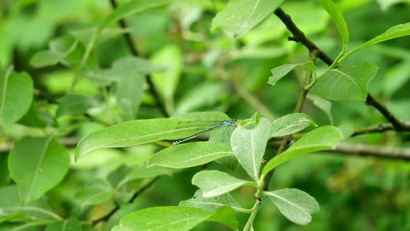 The Dragonfly Defecates alt