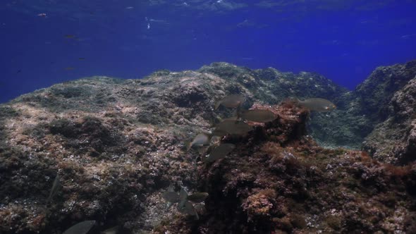 Group of fish moving on rocks of the mediterranean sea under beautiful light. Shot in slow motion. alt