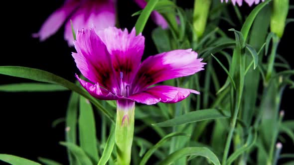 Blooming Flower Purple Ornamental Carnation in Time Lapse alt