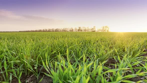Natural Wheat Field, Camera Movement To the Side. Close-up on Green Sprout Stalks. Fresh Young Wheat alt