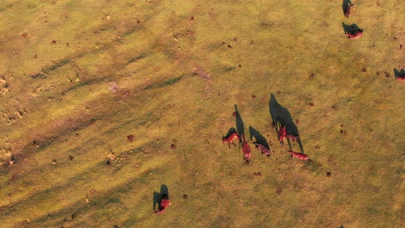 Top View Horses On Green Field alt