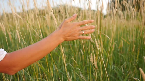 Woman Hand Touching Green Grass in Fields