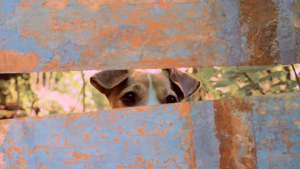 Jack Russell Terrier Dog in His Place. Dog Spying. Trained Dog Peeping Through Crossbars. Privacy