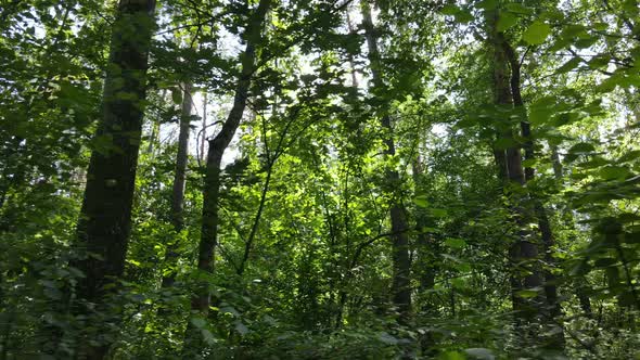 Slow Motion View of Green Forest By Day alt