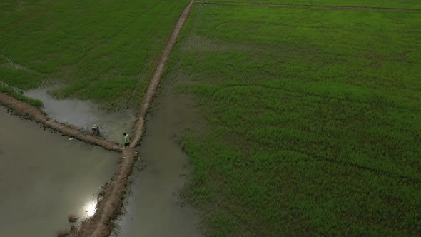 orbit drone shot of rice fields with farmers and development on the outskirts of Ho Chi Minh City, V alt