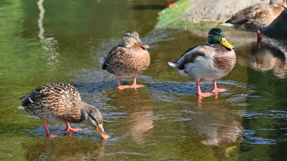Wild ducks resting on a pond alt