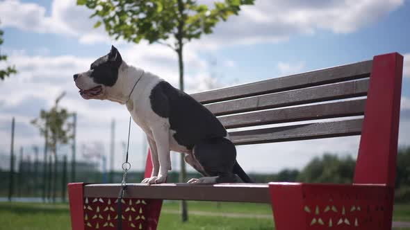 Side View Concentrated Beautiful Dog Looking Away Jumping Off Bench Leaving in Slow Motion alt