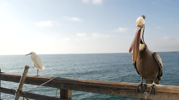 Pelican and White Snowy Egret on Pier Railings California USA