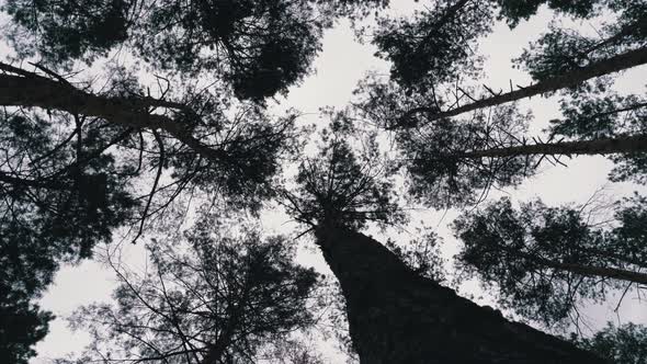 Dark Creepy Forest. Bottom View of Tree Trunks and Branches Against a Stormy Sky alt