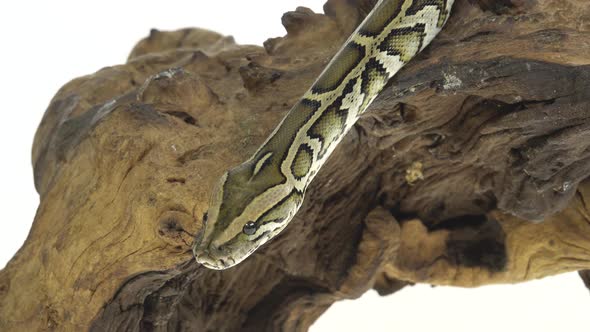 Royal Python or Python Regius on Wooden Snag in Studio Against a White Background alt