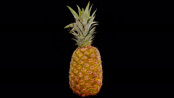 Pineapple rotating on a black background. Tropical and exotic ripe, perfect pineapple.