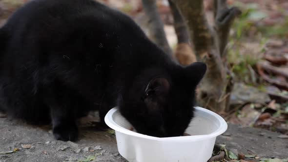 Hungry Homeless Black Cat Eats From a Plastic Bowl Outside