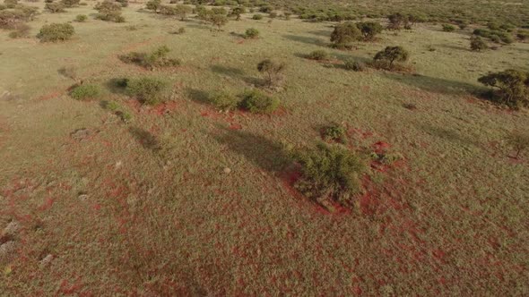 Aerial view of the African savannah with scattered trees on red kalahari sand, Northern Cape, South alt