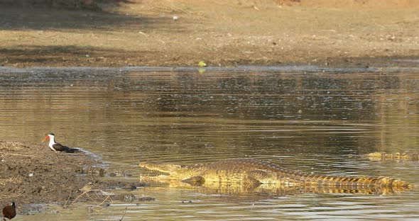 Nile Crocodile Basking In Shallow Water