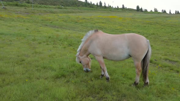 Norwegian Fjord Horses - Fjordings alt