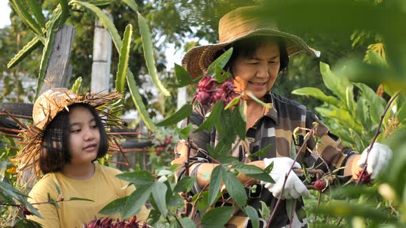 Happy Asian senior farmer and little girl harvesting organic fresh red roselle in the farm. alt