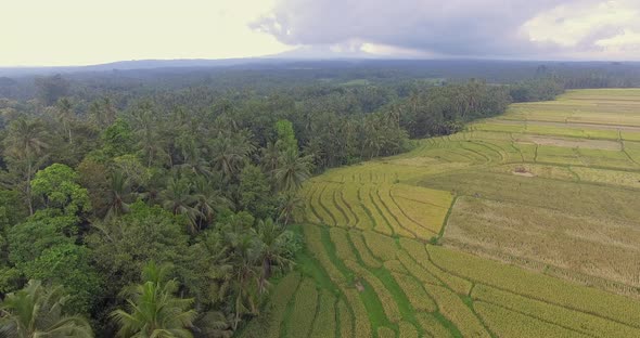 Bali Aerial Palm Trees And Yellow Ricefield