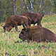 Bisons In The Field - VideoHive Item for Sale