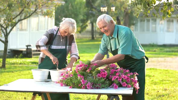 Couple of Gardeners Transplanting Flowers. alt