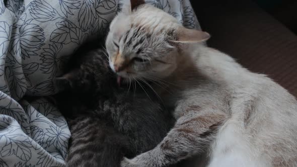 Mother cat with her kittens