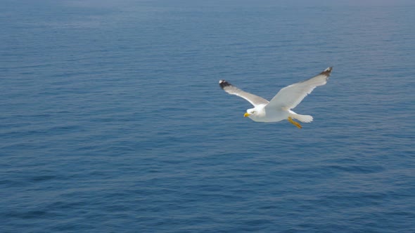 Seagull Gliding Above Sea, Ocean. Travel Trends. Two Seagulls Soaring in Blue Sky. Soaring Seagull