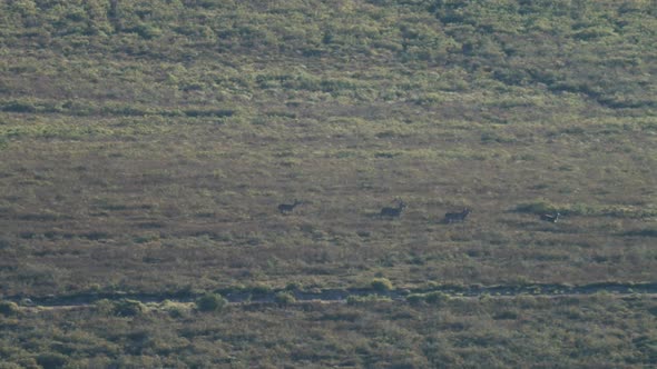 Large Group of Deers Running in a Row
