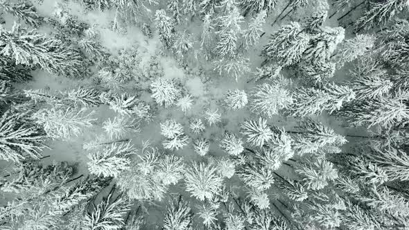 Beautiful winter forest. alt