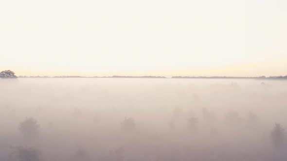 Low Morning Fog. Foggy Horizon Trees Hiding in Mystical Fog