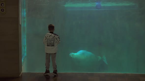 Young Boy Watching a Manatee Swim alt