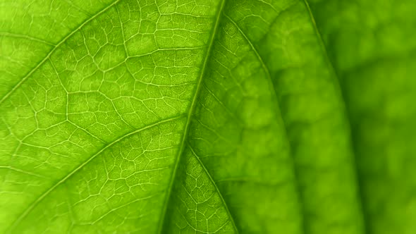 macro plant. a close-up sheet. the structure of a living plant, fractals alt
