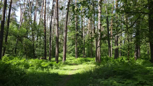 Trees in the Forest By Summer Day alt