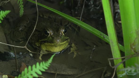 shot of frogtadpole in the water, animal, plant, fern alt