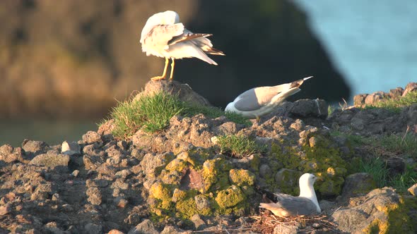 Bird Sitting on Egg alt