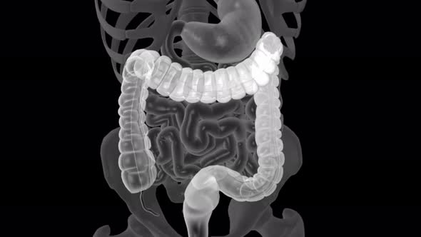 Digestive system, large intestine, Motion Graphics | VideoHive