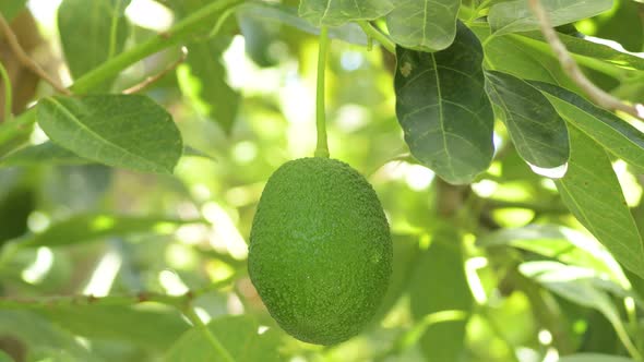 Harvesting a Natural Hass Avocado alt