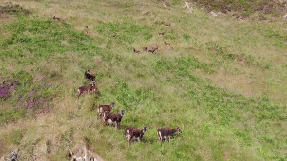 Wild Soay Sheep Grazing on the Side of a Grassy Mountain alt