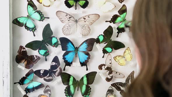 Over the shoulder view of person looking at butterfly collection alt