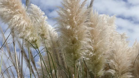 Shore Grass 18 - Pampas White Feather, Stock Footage | VideoHive