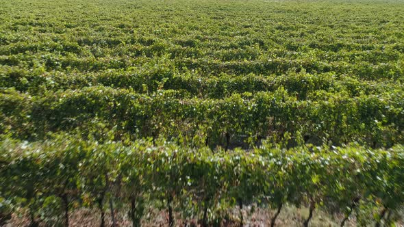 Aerial View of the Vineyards Fields alt