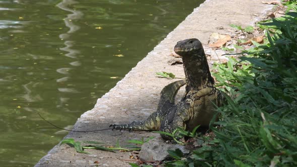 Asian water monitor (Varanus Salvator) sunbathing outdoors next to a lake on a concrete wall and gre alt