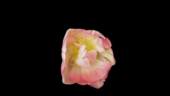 Beautiful Timelapse of Pink Tulips.