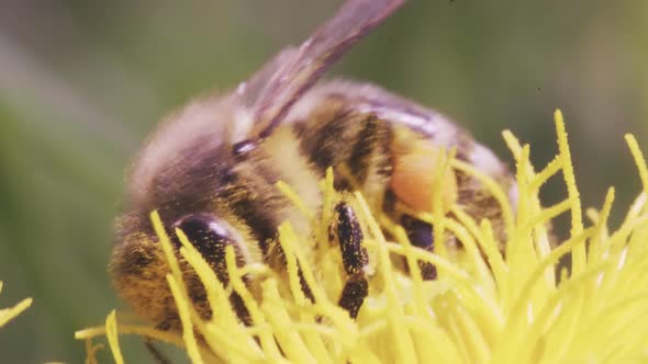 A Bee Collects Pollen From a Dandelion alt